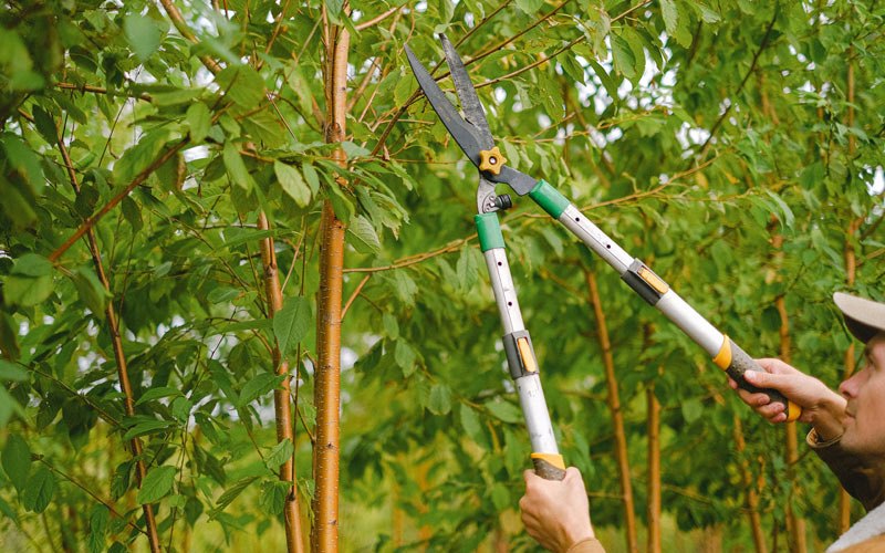 Tree trimming in Ute, IA